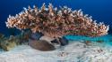 Sand underwater coral reef alexander semenov sea wallpaper