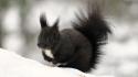 Snow black animals outdoors fur squirrels wallpaper