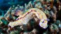 Underwater coral reef nudibranchia alexander semenov sea wallpaper