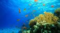 Water blue plants seashells underwater fishes world sea wallpaper