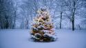 Winter snow trees forests new year spruce pine wallpaper