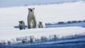Animals baby bears ice polar wallpaper