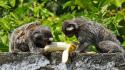 Animals leaves bananas monkeys eating wallpaper