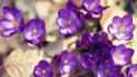 Flowers violet wallpaper