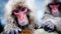 Geographic hot springs snow monkey japanese macaque wallpaper
