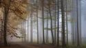 Landscapes nature forest fog wallpaper