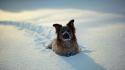 Landscapes snow animals cold dogs noses wallpaper