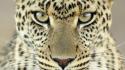 Nature cats jaguar wild wallpaper
