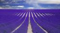 Nature fields france lavender provence wallpaper