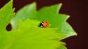 Nature insects ladybirds wallpaper