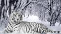 Nature winter snow trees forest tigers white tiger wallpaper