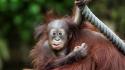 Animals baby orangutans wallpaper