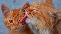 Cats animals licking wallpaper