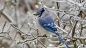 Ice blue jay branches birds wallpaper