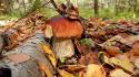 Landscapes nature trees mushrooms autumn wallpaper