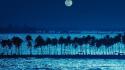 Moon palm trees wallpaper