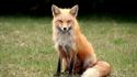 Nature animals foxes wallpaper