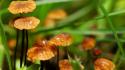 Nature forest grass mushrooms wallpaper