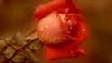 Nature red dew roses wallpaper