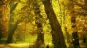 Nature trees forest bench autuum wallpaper