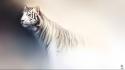 Tigers white tiger artwork background fade haryarti wallpaper