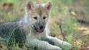 Wolves wolf cub wallpaper