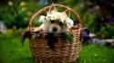Animals dogs funny pies wallpaper