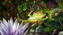 Animals funny frogs wallpaper