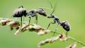 Animals insects macro ant makro wallpaper