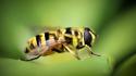 Animals insects wallpaper