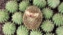 Animals plants hedgehogs cactus thorns wallpaper