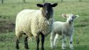 Animals sheep lambs wallpaper