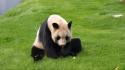 Baby animals grass panda bears wallpaper
