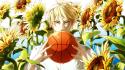 Boys sunflowers kuroko no basket kise ryouta wallpaper