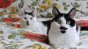 Cats animals beds pets mustache wallpaper