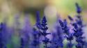 Flowers lavender blue wallpaper