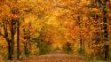 Forest autumn wallpaper