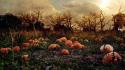 Forest haunted pumpkins patch autumn wallpaper