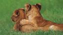 Landscapes nature mara cubs kenya wallpaper