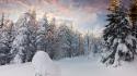 Landscapes snow pine trees wallpaper