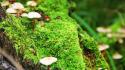 Mushrooms moss wallpaper