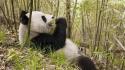 Nature animals panda bears wallpaper