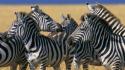 Nature animals zebras national mara plains kenya wallpaper