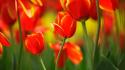 Nature flowers tulips red wallpaper