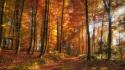 Nature trees autumn (season) golden trail wallpaper