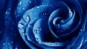 Water drops macro roses blue rose flowers wallpaper