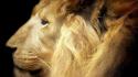 Yellow cats king majestic lions wallpaper