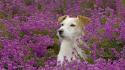 Animals dogs meadows purple flowers wallpaper