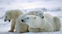 Animals polar bears wallpaper