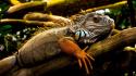 Animals reptiles iguana wallpaper